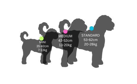 ALD, australianlabradoodle, ALD pentu