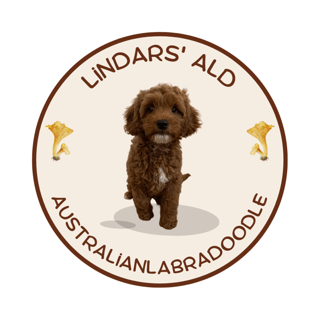 australianlabradoodle – ALD – suomalainen australianlabradoodle kasvattaja – australianlabradoodle pentu – ALD pentu – perhekoira – harrastekoira – eettinen – allergiaystävällinen – koirarotu – koulutettavuus – koira