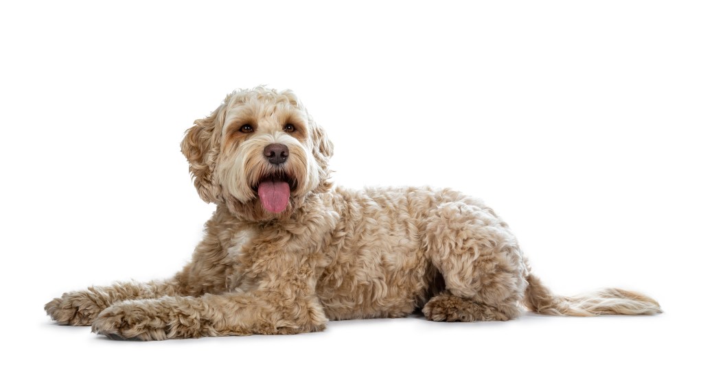 ALD, australianlabradoodle, ALD pentu