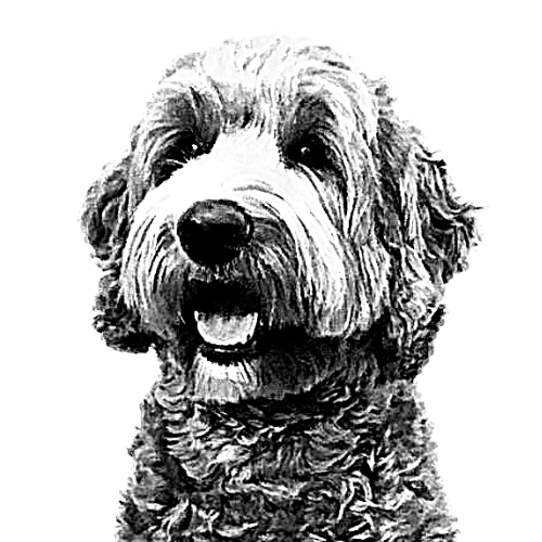 australianlabradoodle – ALD – suomalainen australianlabradoodle kasvattaja – australianlabradoodle pentu – ALD pentu – perhekoira – harrastekoira – eettinen – allergiaystävällinen – koirarotu – koulutettavuus – koira